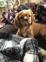 Luna, a female Cavalier King Charles Spaniel for sale in Decker, MI – Photo 2 of 10