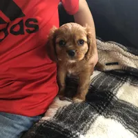 Luna, a female Cavalier King Charles Spaniel for sale in Decker, MI – Photo 7 of 10