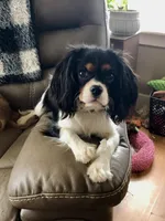 Luna, a female Cavalier King Charles Spaniel for sale in Decker, MI – Photo 9 of 10