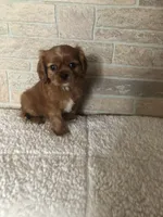 Luna, a female Cavalier King Charles Spaniel for sale in Decker, MI – Photo 8 of 10