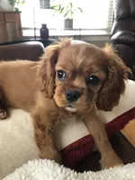 Luna, a female Cavalier King Charles Spaniel for sale in Decker, MI – Photo 5 of 10