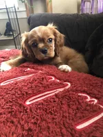 Luna, a female Cavalier King Charles Spaniel for sale in Decker, MI – Photo 3 of 10