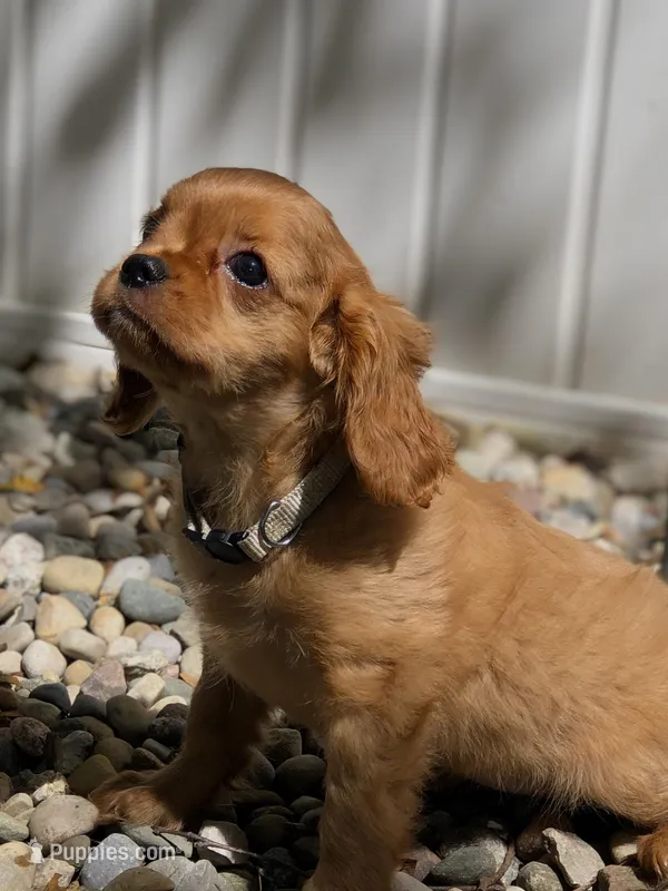 Lucy(pink collar ) AKC, a female Cavalier King Charles Spaniel for sale in Decker, MI – Photo 1 of 5