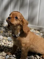 Lucy(pink collar ) AKC, a female Cavalier King Charles Spaniel for sale in Decker, MI – Photo 1 of 5