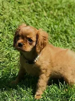 Lucy(pink collar ) AKC, a female Cavalier King Charles Spaniel for sale in Decker, MI – Photo 5 of 5