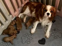 Lucy(pink collar ) AKC, a female Cavalier King Charles Spaniel for sale in Decker, MI – Photo 4 of 5
