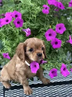 Lucy(pink collar ) AKC, a female Cavalier King Charles Spaniel for sale in Decker, MI – Photo 3 of 5