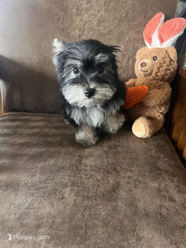 Bindy’s little boy – Yorkshire Terrier, Morkie puppy for sale in Decker, MI