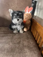 Bindy’s little boy, a female Yorkshire Terrier and Morkie for sale in Decker, MI – Photo 1 of 5