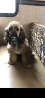 Mindy, a female Cocker Spaniel for sale in Decker, MI – 4 of 5
