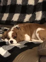 Max, a male Cavalier King Charles Spaniel for sale in Decker, MI – Photo 6 of 6