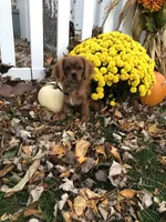 Max, a male Cavalier King Charles Spaniel for sale in Decker, MI – Photo 2 of 6