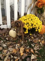 Max, a male Cavalier King Charles Spaniel for sale in Decker, MI – Photo 4 of 6