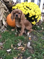 Max, a male Cavalier King Charles Spaniel for sale in Decker, MI – Photo 3 of 6