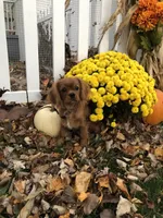 Max, a male Cavalier King Charles Spaniel for sale in Decker, MI – Photo 1 of 6