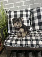 Lyssa’s girl, a female Yorkshire Terrier for sale in Decker, MI – Photo 3 of 3