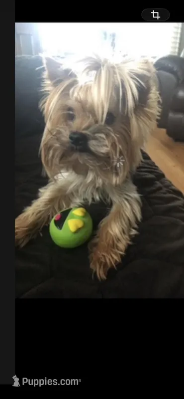 Lyssa’s girl – Yorkshire Terrier puppy for sale in Decker, MI