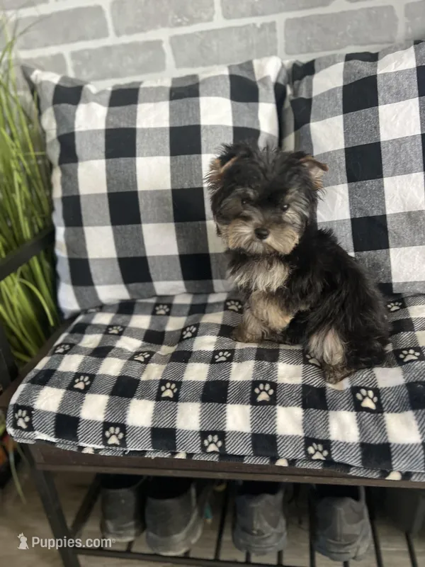 Lyssa’s girl – Yorkshire Terrier puppy for sale in Decker, MI