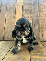 Maggie, a female Cocker Spaniel for sale in Decker, MI – 3 of 6