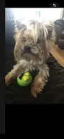 Teddy, a male Yorkshire Terrier for sale in Decker, MI – 3 of 4