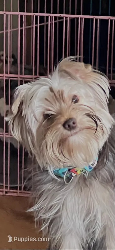 Teddy – Yorkshire Terrier puppy for sale in Decker, MI