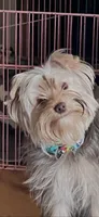 Teddy, a male Yorkshire Terrier for sale in Decker, MI – 1 of 4