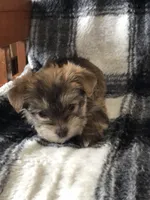 Bindy’s girl, a female Morkie for sale in Decker, MI – Photo 4 of 8