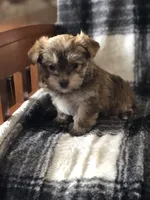 Bindy’s girl, a female Morkie for sale in Decker, MI – Photo 3 of 8