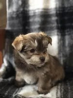 Bindy’s girl, a female Morkie for sale in Decker, MI – Photo 2 of 8