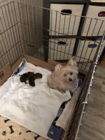 Bindy’s girl, a female Morkie for sale in Decker, MI – Photo 5 of 8