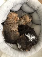 Bindy’s girl, a female Morkie for sale in Decker, MI – Photo 7 of 8