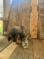 Mindy, a female Cocker Spaniel for sale in Decker, MI – 2 of 5