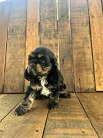 Maggie, a female Cocker Spaniel for sale in Decker, MI – 2 of 6