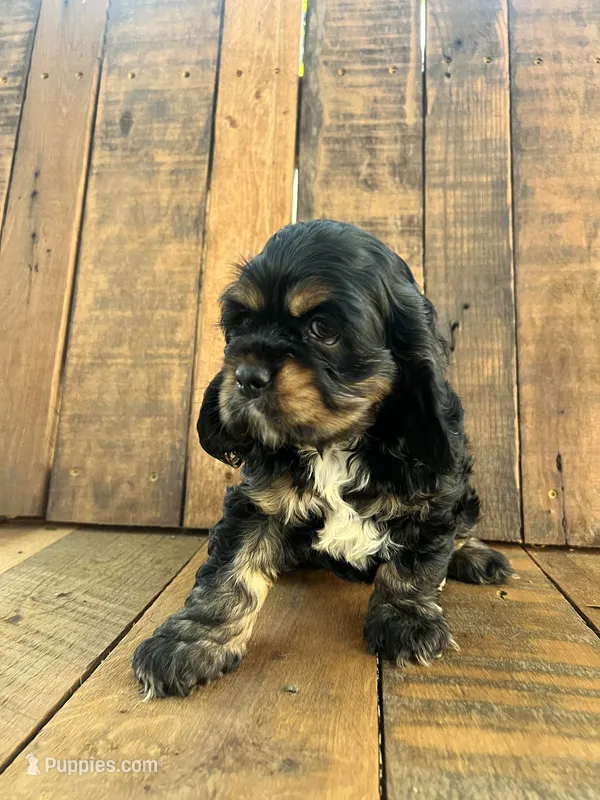 Maggie – Cocker Spaniel puppy for sale in Decker, MI