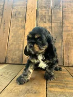 Maggie, a female Cocker Spaniel for sale in Decker, MI – 1 of 6