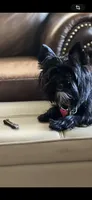 Remmy, a female Yorkshire Terrier for sale in Decker, MI – 7 of 8