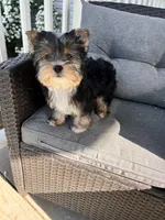 Remmy, a female Yorkshire Terrier for sale in Decker, MI – 6 of 8