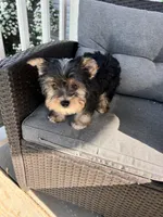 Remmy, a female Yorkshire Terrier for sale in Decker, MI – 3 of 8