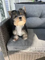 Remmy, a female Yorkshire Terrier for sale in Decker, MI – 2 of 8