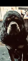 Maggie, a female Cocker Spaniel for sale in Decker, MI – 5 of 6