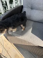 Remmy, a female Yorkshire Terrier for sale in Decker, MI – 4 of 8