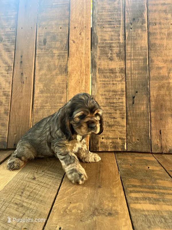 Mindy – Cocker Spaniel puppy for sale in Decker, MI