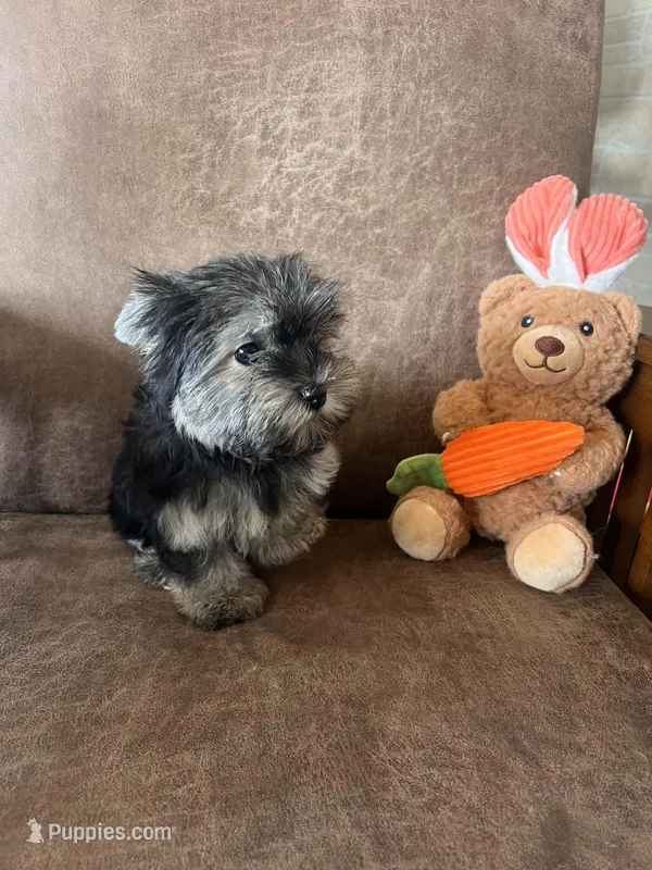 Bindy’s little girl – Yorkshire Terrier, Morkie puppy for sale in Decker, MI