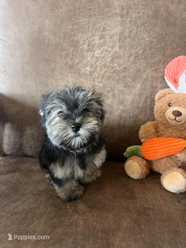 Bindy’s little girl – Yorkshire Terrier, Morkie puppy for sale in Decker, MI