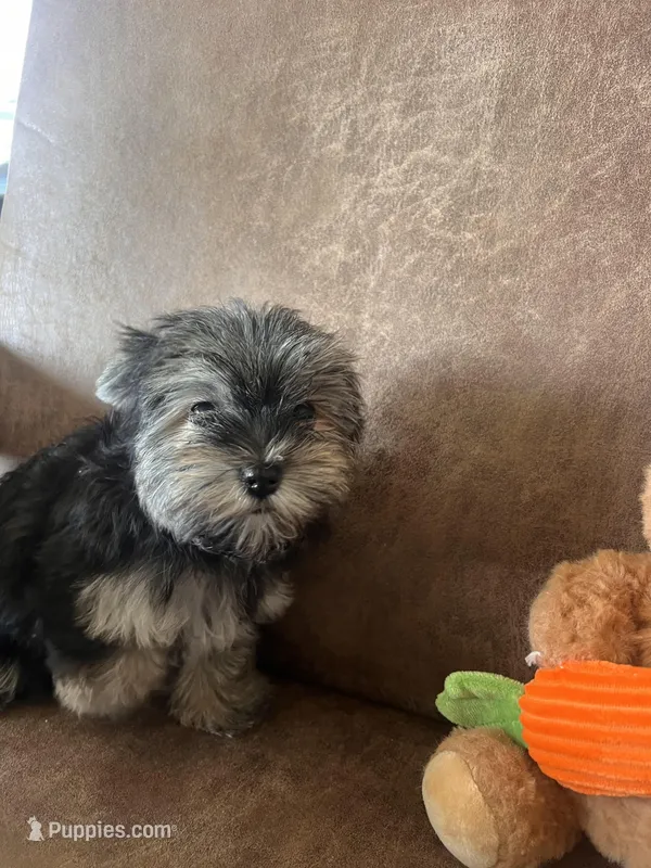 Bindy’s little girl – Yorkshire Terrier, Morkie puppy for sale in Decker, MI