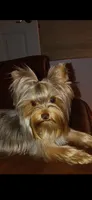 Teddy, a male Yorkshire Terrier for sale in Decker, MI – 4 of 4