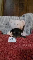 K-1, a male Yorkshire Terrier for sale in El Dorado, KS – Photo 2 of 2