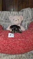 K-1, a male Yorkshire Terrier for sale in El Dorado, KS – Photo 1 of 2