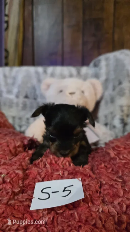 S-5, a male Yorkshire Terrier for sale in El Dorado, KS – Photo 1 of 3