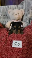 S-2, a female Yorkshire Terrier for sale in El Dorado, KS – Photo 1 of 2